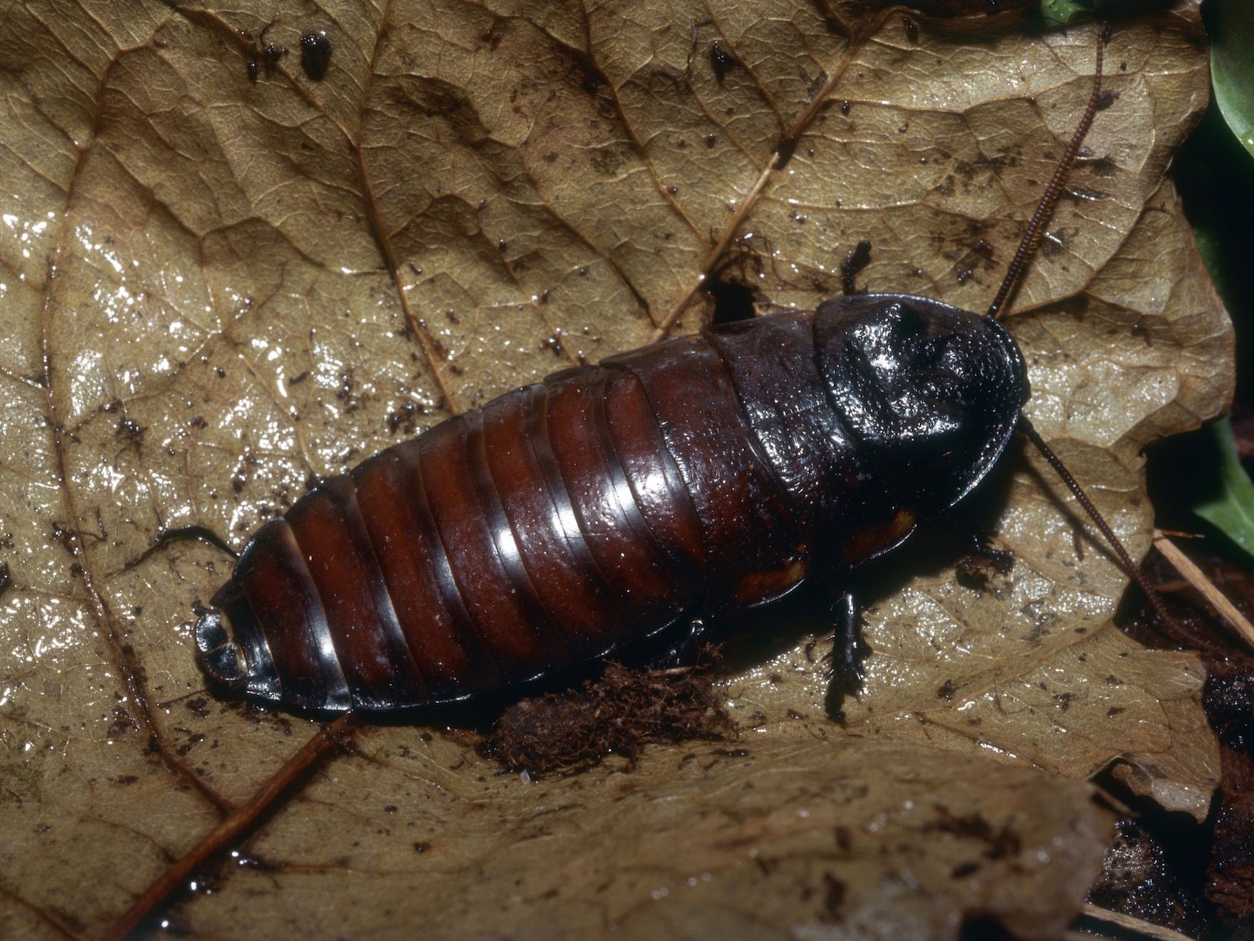 Image of Madagascar Hissing Cockroach