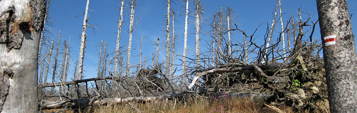 Image of Effects Of Acid Rain