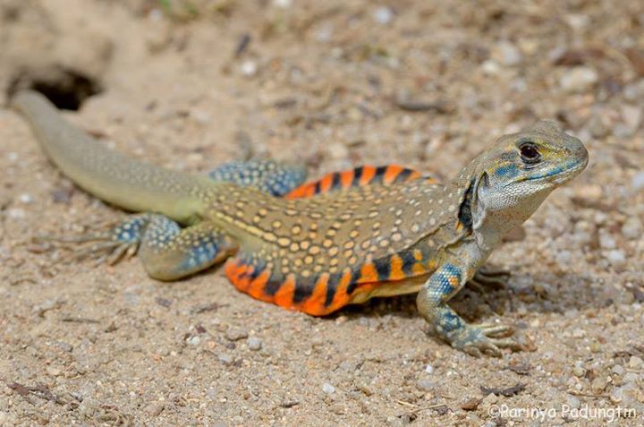 Image of Butterfly Lizard (leiolepis Belliana)