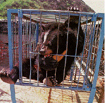 Image of Bear Farming And Trade In China And Taiwan