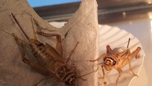 Image of Feeding Crickets To Reptiles