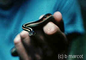Image of Garter - Snake Identification