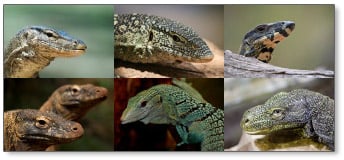 Image of Monitor Lizard Pics
