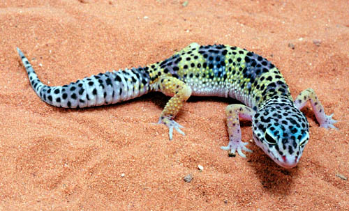 Image of Geckos As Pets