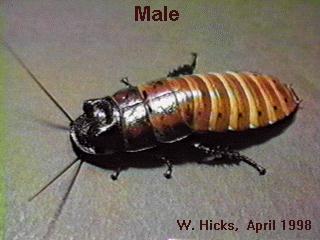 Image of Will Hicks - Madagascar Hissing Cockroach