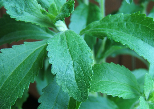 Image of Stevia Plants Page - Buy Them Online!